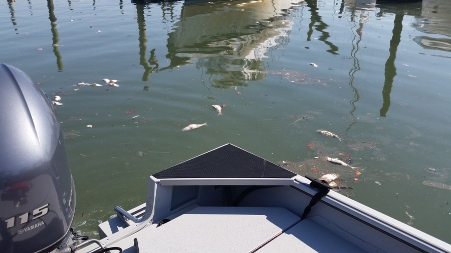 FishDieoff2017FromGOFBemail